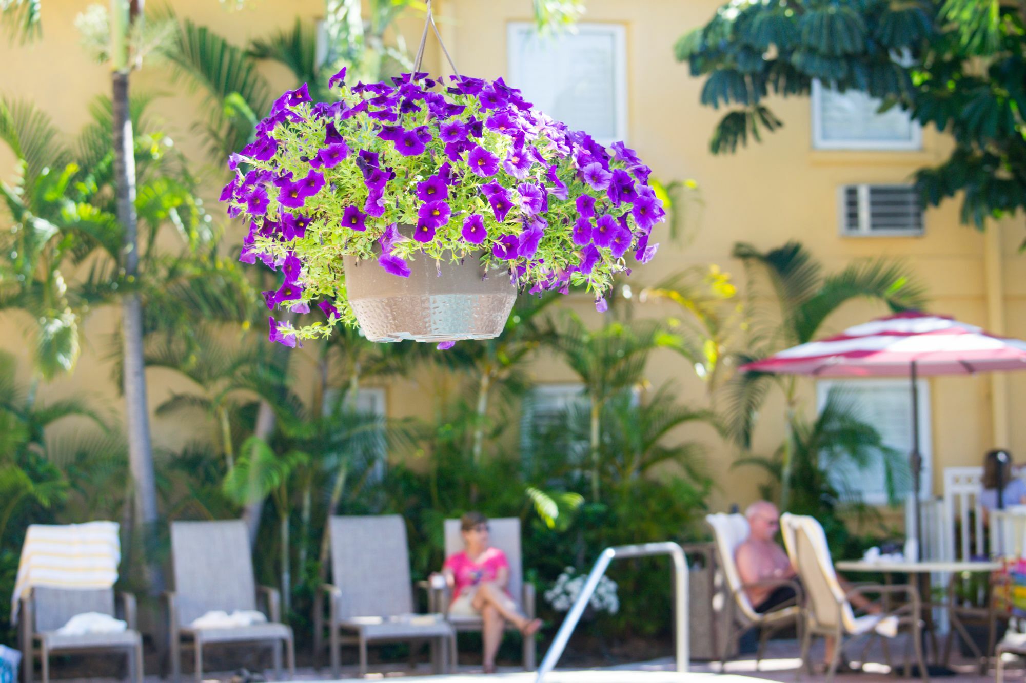 Inn At The Beach-Venice Florida Eksteriør bilde